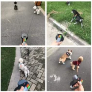 Dual Dog Retractable Leash 3M - Image 8